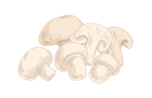 Composition de champignon avec des champignons entiers et des morceaux de champignon coupés tranches de champignons frais comestibles nourriture naturelle biologique illustration vectorielle colorée dessinée à la main isolée sur fond blanc