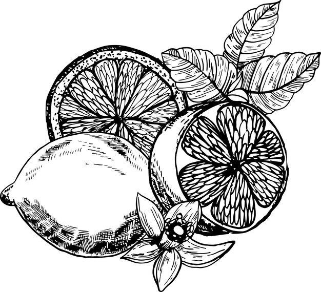 Composition avec des citrons et des fleursGraphiques de citron à l'encre surlignés sur fond blanc