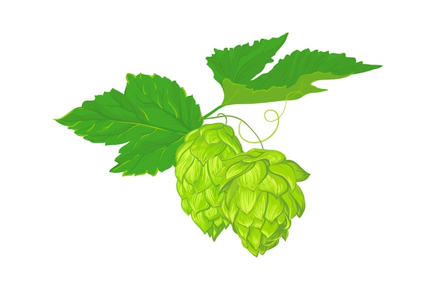 Vecteur une composition de feuilles et de fruits de houblon ingrédient frais pour la production de bière