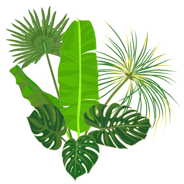 Composition De Feuilles De Palmier Tropical Dessinés à La Main Avec Fleur Exotique De La Jungle Sur Fond Blanc Illustration Vectorielle Botanique