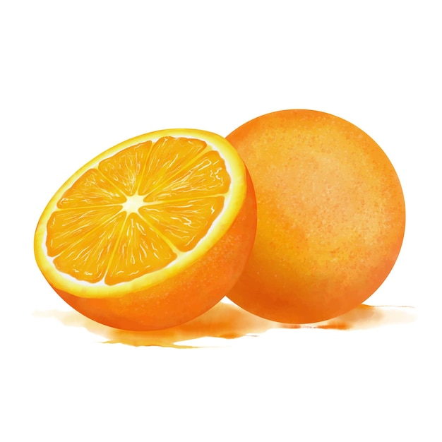 Composition d'oranges à l'aquarelle. Oranges fraîches coupées en gouttes juteuses.