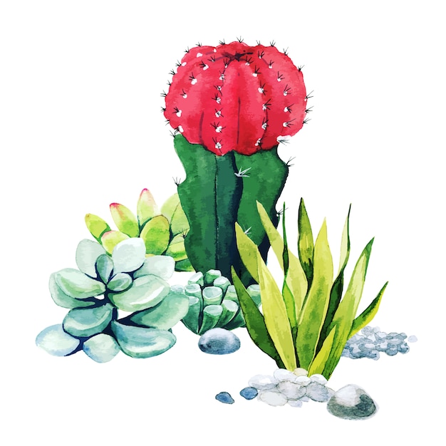 Composition De Plantes De Cactus Aquarelle Et Plantes Succulentes