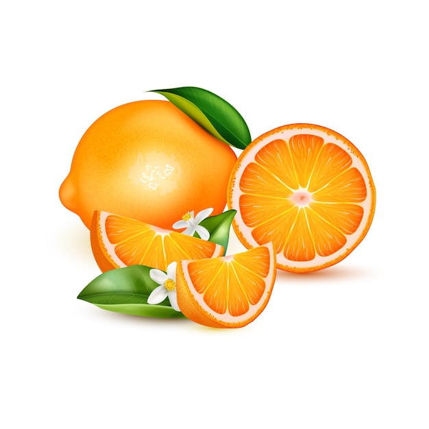 Composition Réaliste Avec Des Oranges Mûres Fraîches Entières Et Coupées Avec Des Feuilles Et Des Fleurs Sur Illustration Vectorielle Fond Blanc