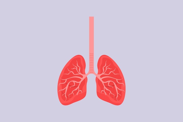 Concept d'anatomie du corps humain Illustration vectorielle plate colorée isolée