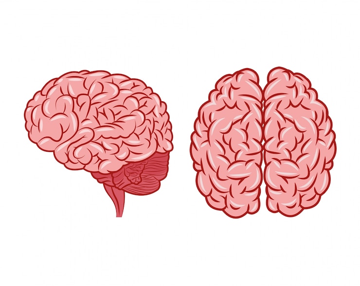 Vecteur concept de cerveau