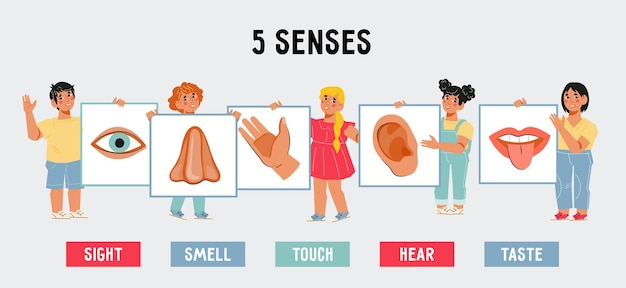 Vecteur concept de cinq 5 sens pour enfants cartes éducatives vecteur de dessin animé plat isolé