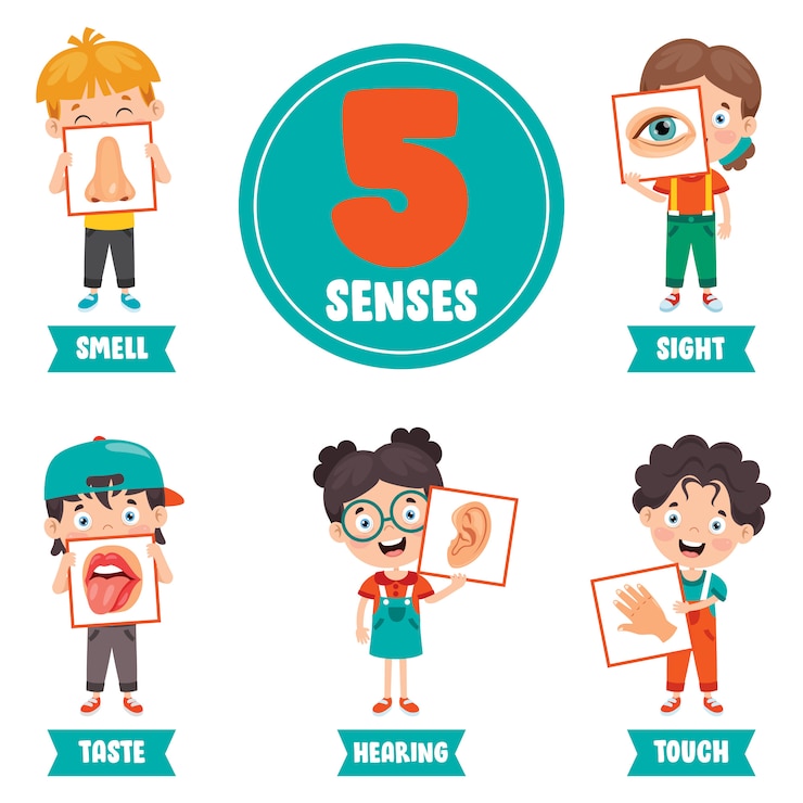 Concept des cinq sens avec des organes humains pour les enfants