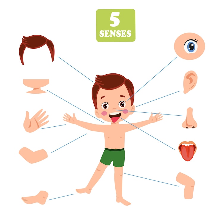 Vecteur concept des cinq sens avec des organes humains