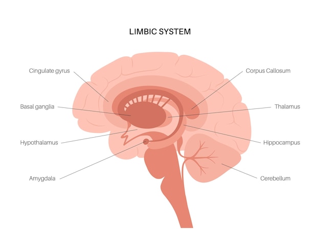 Concept Du Système Limbique Et Anatomie Du Cerveau Humain. Illustration Vectorielle De Cortex Cérébral Et Cervelet