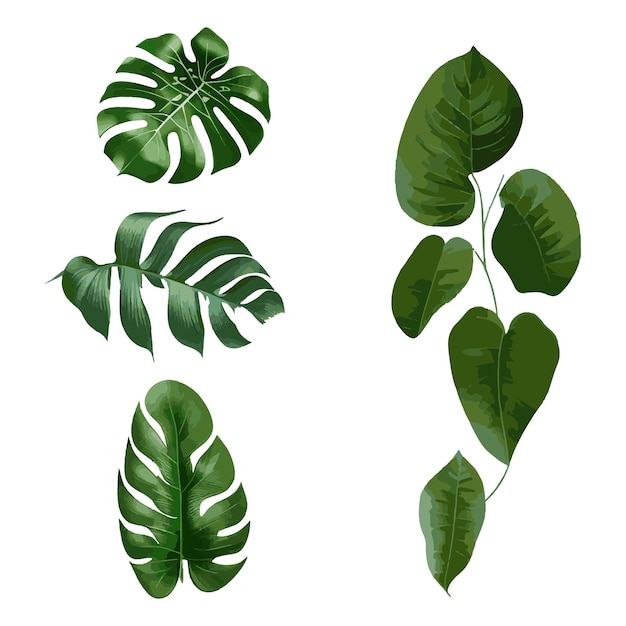 Concept floral de plantes tropicales réalistes de vecteur concept de feuilles tropicales