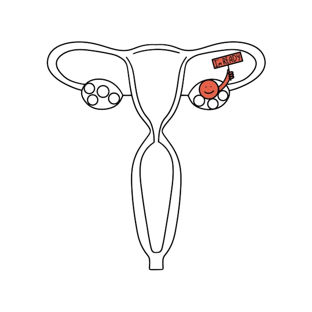 Vecteur le concept d'un follicule mûr prêt à la fécondation icône de l'utérus féminin illustration vectorielle