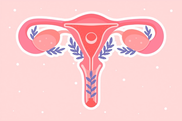 Concept de système reproducteur féminin
