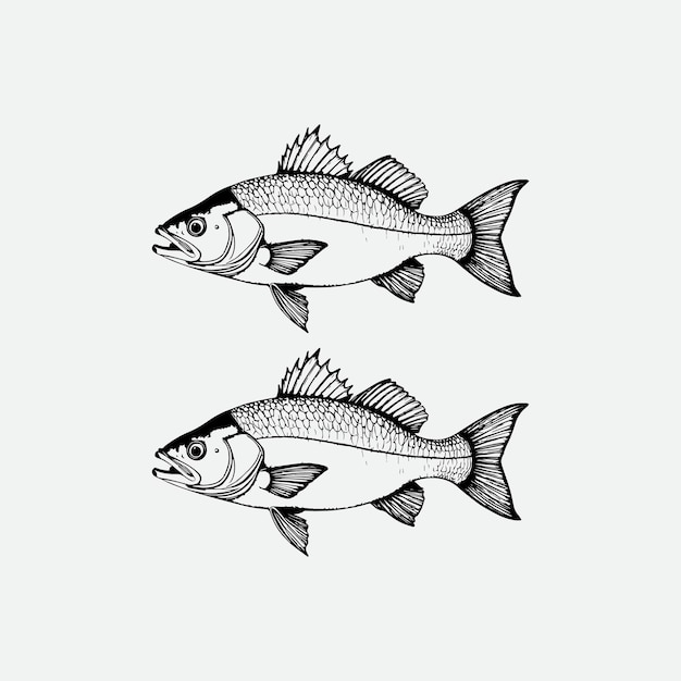 Conception artistique de la ligne de poisson