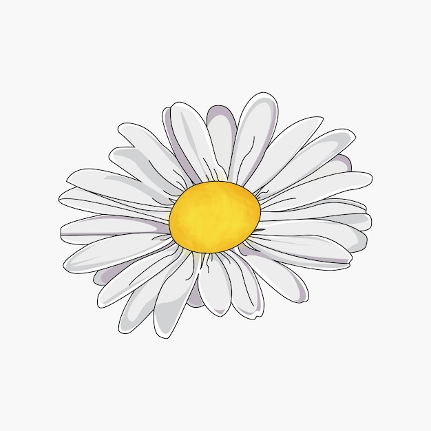 Vecteur conception de dessin à la main de fleur de marguerite