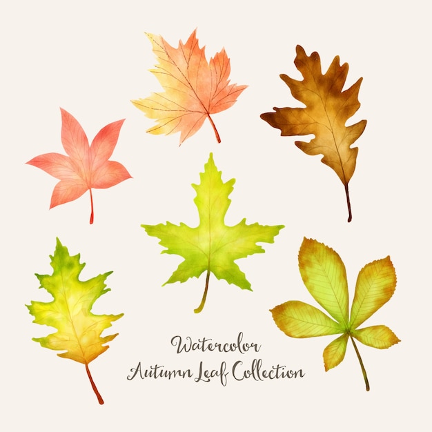 Conception De Feuilles D'automne Aquarelle