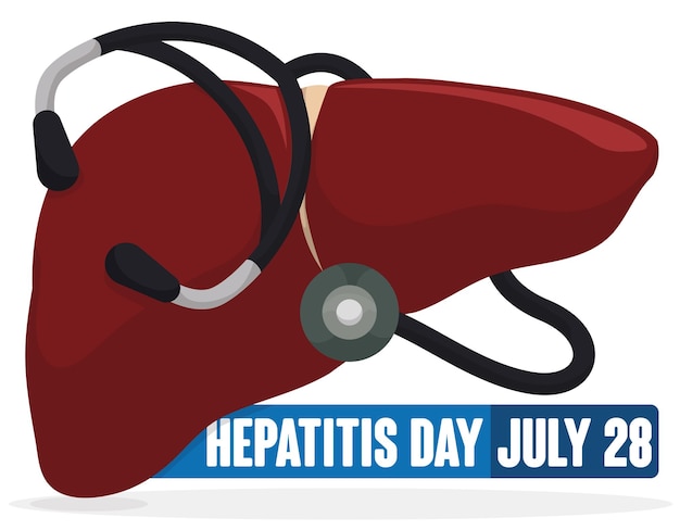 Vecteur conception avec foie et stéthoscope autour pour la journée de l'hépatite