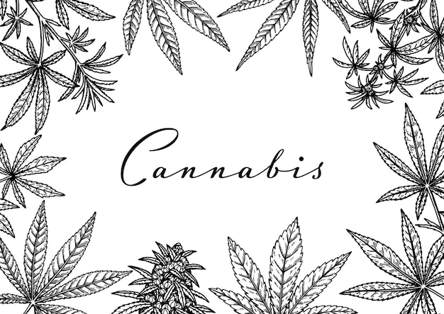 Conception Horizontale De Cannabis Pour L'emballage De La Décoration De Magasin De Messages De Médias Sociaux