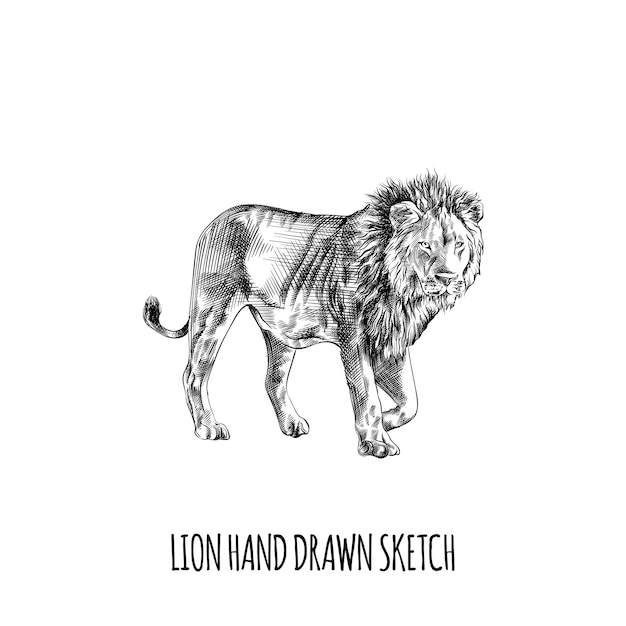 Conception d'illustration de croquis animal lion dessinés à la main