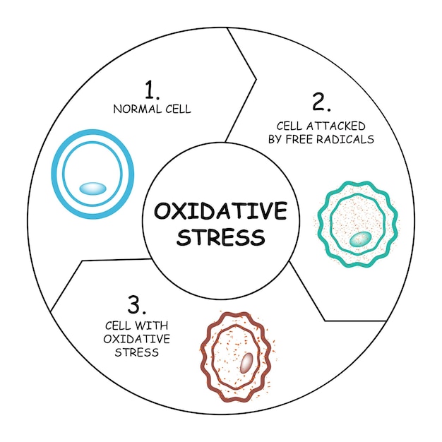 Vecteur conception de l'illustration vectorielle du diagramme de stress oxydatif