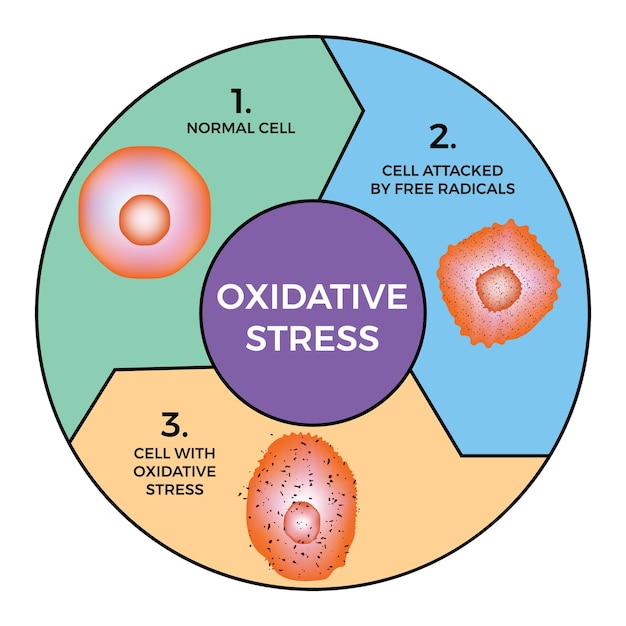 Vecteur conception de l'illustration vectorielle du diagramme de stress oxydatif