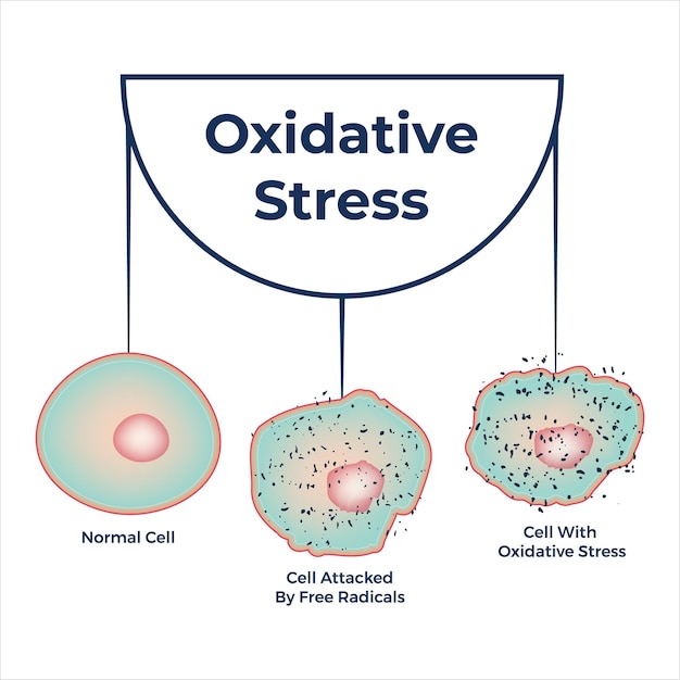 Vecteur conception de l'illustration vectorielle du diagramme de stress oxydatif