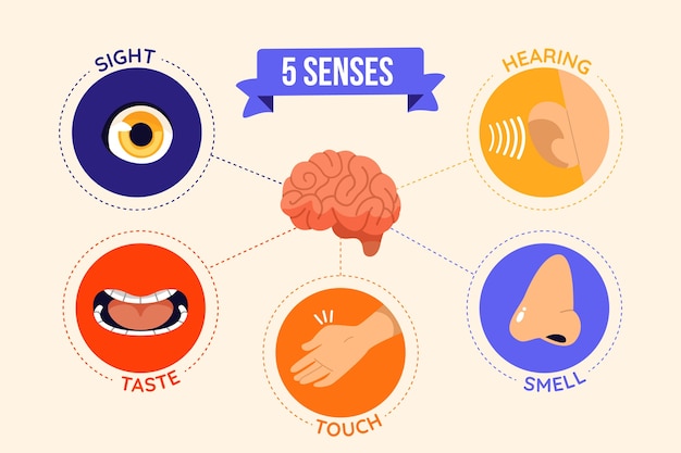 Vecteur conception infographique des 5 sens