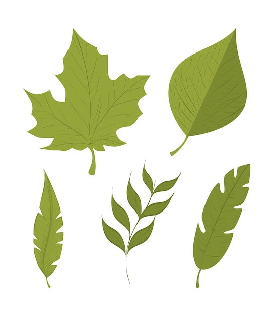 conception isolée de feuilles vertes