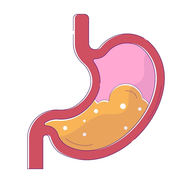 Vecteur conception plate d'un estomac humain avec concept de digestion des organes internes du suc gastrique anatomie de l'estomac