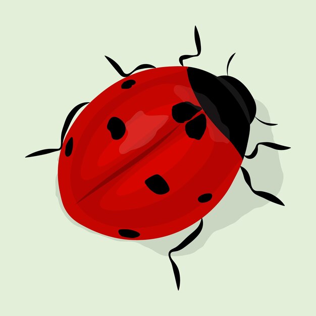 Conception plate simple coccinelle ou coccinelle mignonne Illustration vectorielle