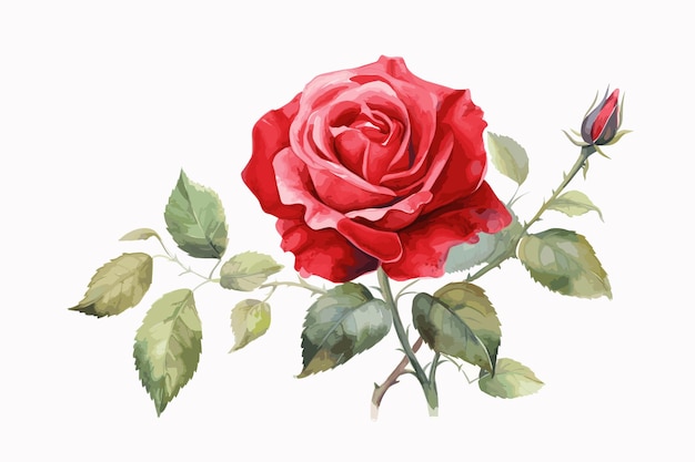 conception de vecteur aquarelle Rose rouge