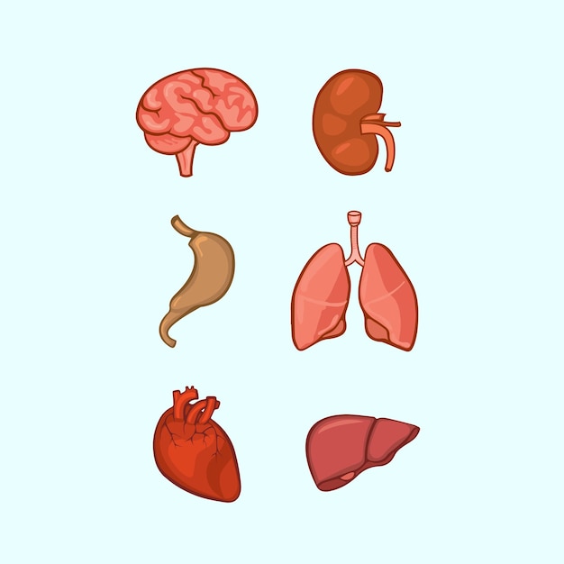 Conception De Vecteur D'organes Humains 3d