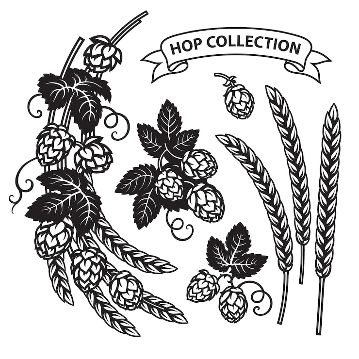Vecteur cônes de houblon dessinés à la main branches de houblon épis d'orge