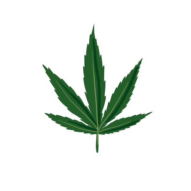 Congé de chanvre isolé sur blanc. Illustration de congé de chanvre vectoriel. Feuille verte sur fond blanc.