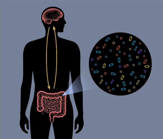 Connexion Cerveau Intestin Et Microbiome. Système Nerveux Entérique Dans Le Corps Humain