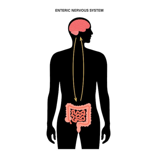 Connexion Cerveau Intestin