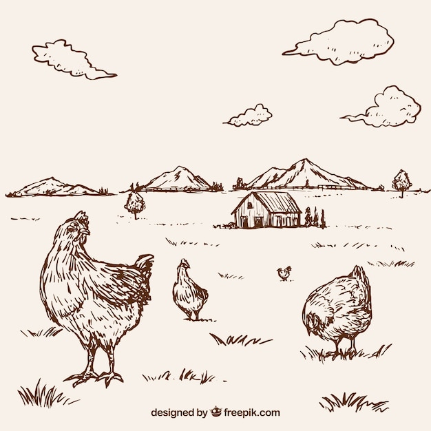Contexte des poules dessinées sur une ferme
