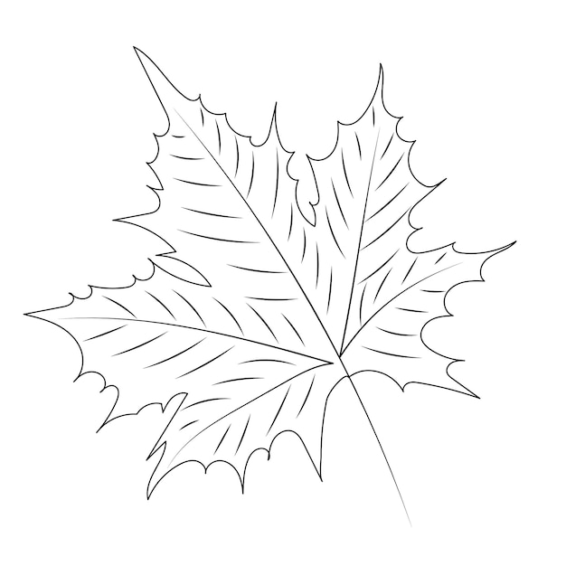 Contour De Croquis De Feuille D'érable Sur Le Vecteur De Fond Blanc