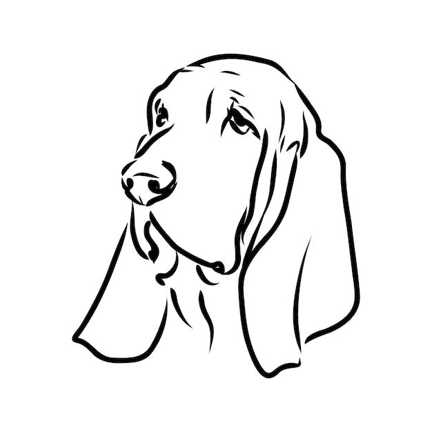 Contour décoratif portrait de debout dans le profil Basset Hound vector illustration isolée