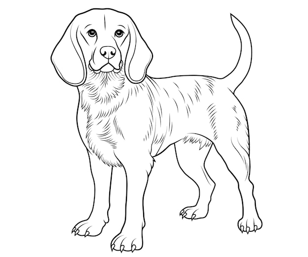 Vecteur contour dessiné à la main du chien beagle