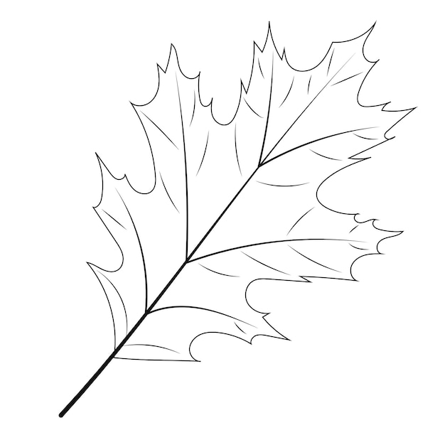 Contour De Feuille D'arbre Sur Fond Blanc