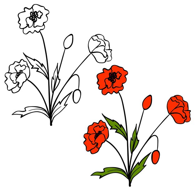 Vecteur contour de fleur de pavot en fleurs et croquis de couleur