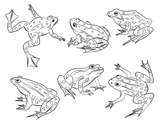 Le contour de la grenouille pose une collection de vecteurs d'illustration