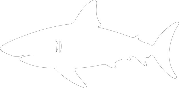 Vecteur contour de requin à l'arrière-plan transparent