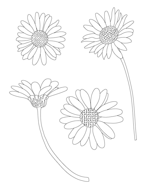 Contour de la silhouette de l'herbe médicinale de la camomille de champ