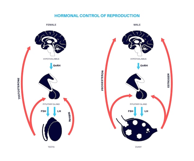 Contrôle Hormonal De La Reproduction Mâle Et Femelle. Anatomie Du Cerveau, Des Ovaires Et Des Testicules. Voie De La Testostérone, De La Progestérone Et Des œstrogènes De L'hypothalamus Aux Organes Internes Illustration Vectorielle Plane.