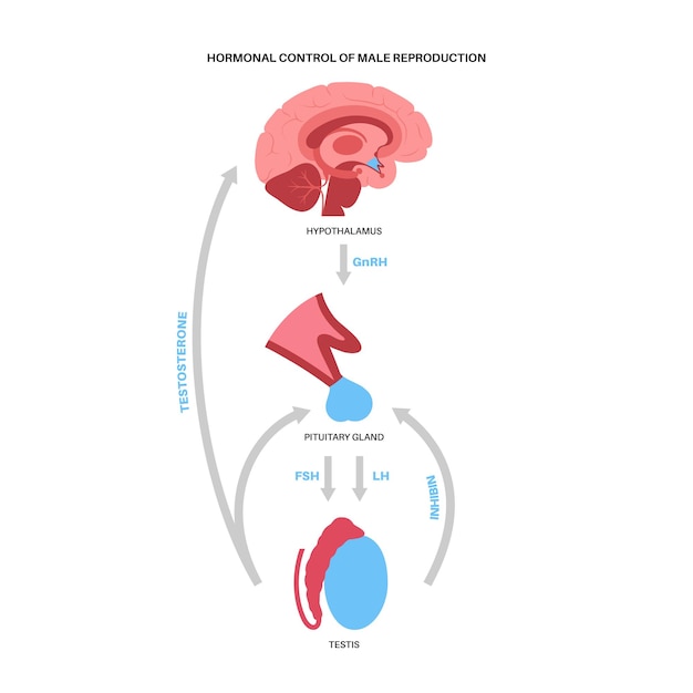 Vecteur contrôle hormonal de la reproduction masculine. anatomie du cerveau et des testicules. connexion avec les testicules et l'hypophyse. voie de la testostérone et de l'inhibine de l'hypothalamus à l'illustration vectorielle plane des testicules.