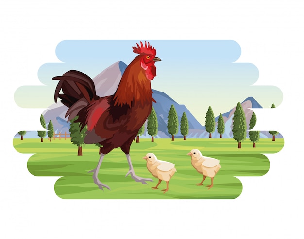 Coq D'élevage Et Poussins Dans Le Paysage De Montagnes De Champ