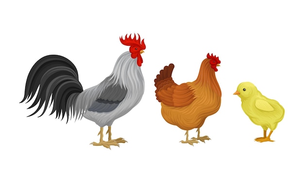 Coq à plumes et poule avec poulet comme oiseau de ferme marchant dans la cour Set d'illustrations vectorielles