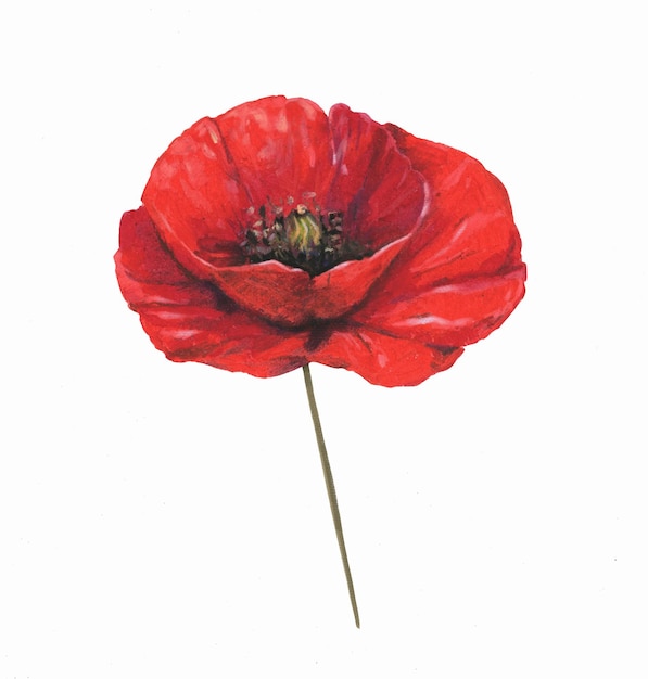 Un coquelicot rouge dessiné à la main au pastel à l'huile