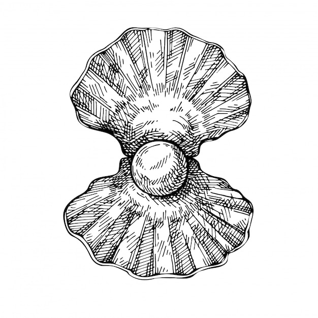 Coquille De Croquis Avec Perle. Coquillage Dessiné à La Main. Style De Gravure.